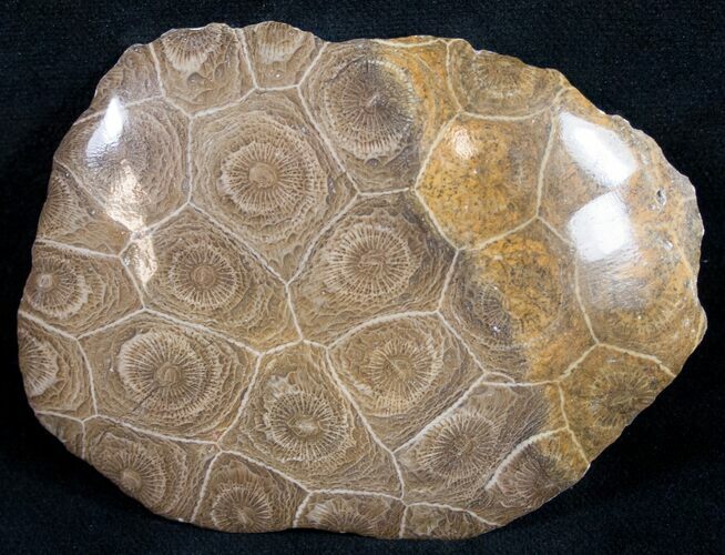 Polished Fossil Coral Head - Very Detailed #9342